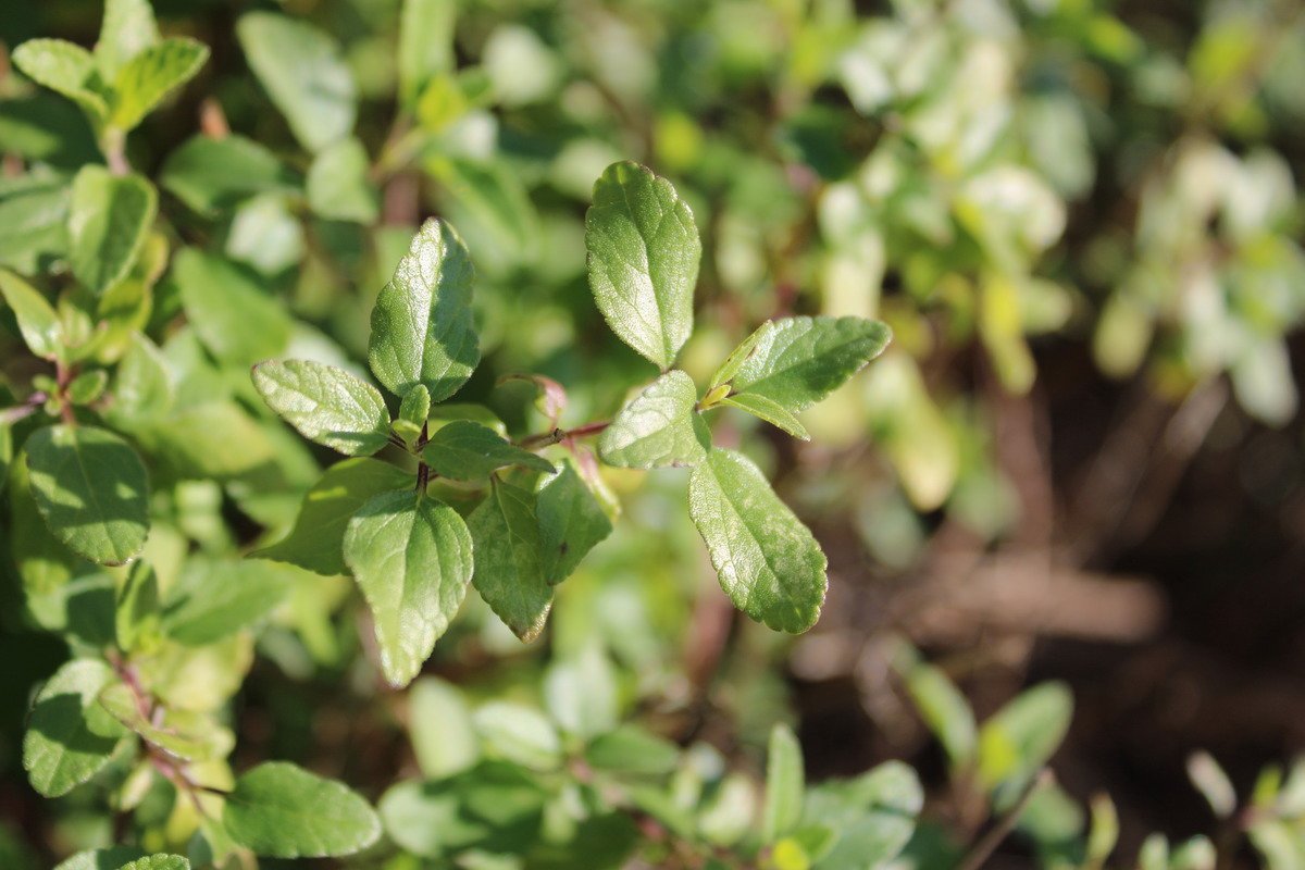 Green Leaves with Brown Quadrant